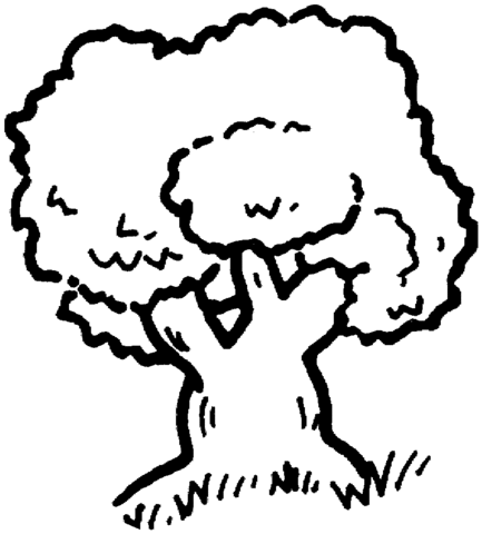 Oak Tree Outline Coloring Page